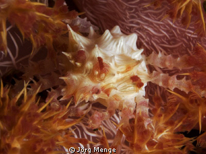 Dendronephthya Crab - Hoplophrys oatesii - Schleierbäumch... by Jörg Menge 